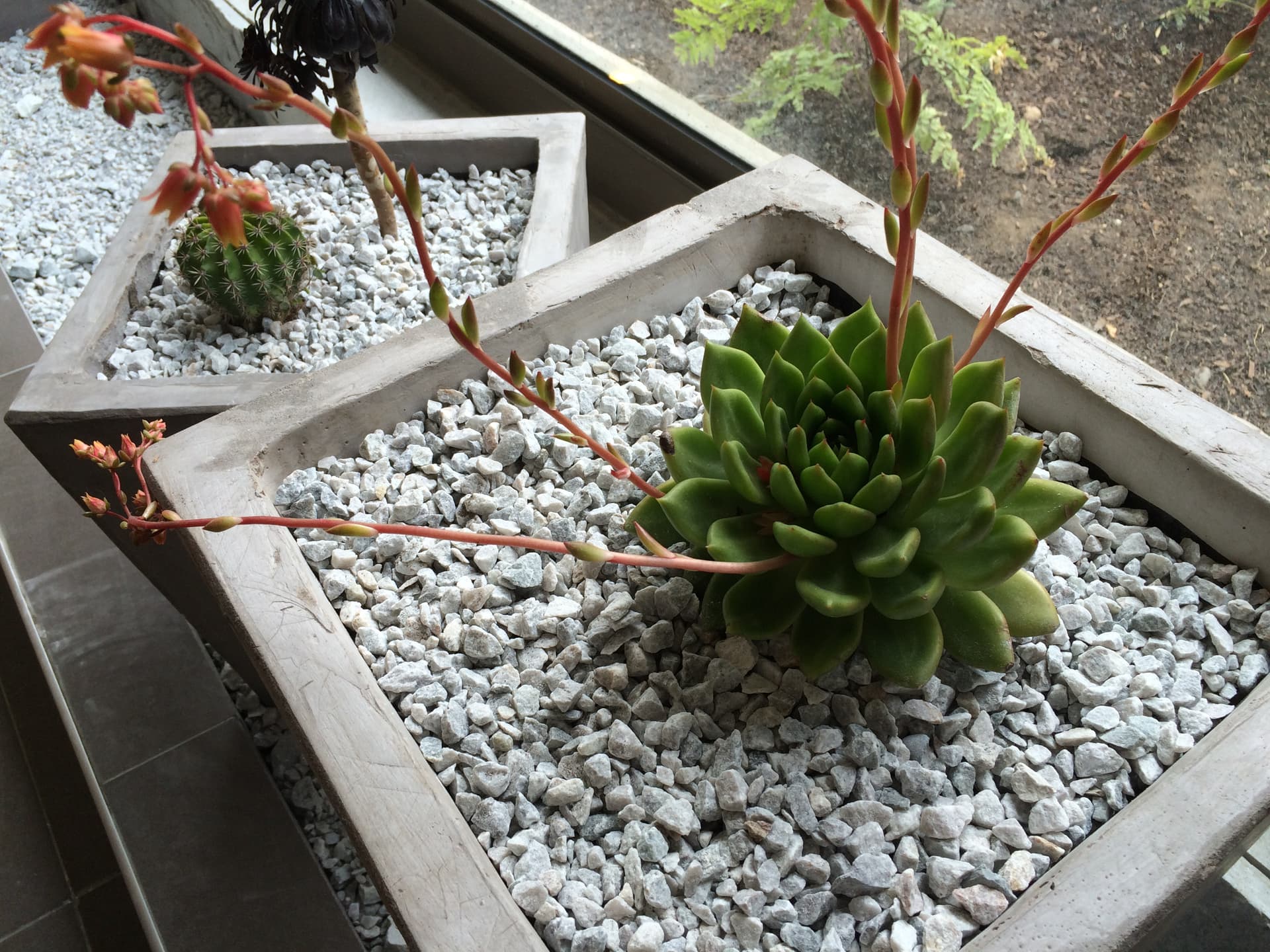 Áreas Comunes Boulevard Poniente — imagen 2